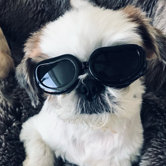 Meet your Posher, Constance - Picture 4 of 4